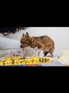 [画像][x]ママのいない日に限って大変なことが起きた…。笑い事じゃないチントラブル！ - YouTube 余白なし