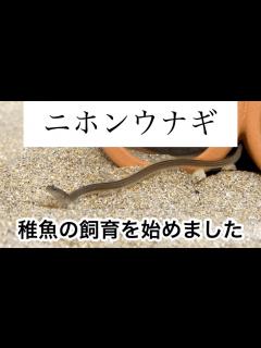 [画像][x]ニホンウナギの稚魚を飼い始めました！ - YouTube 余白なし