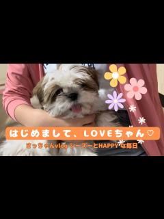 [画像][x]ラブちゃんが家に来た日/改めまして、妹のラブちゃんです♡ - YouTube 余白なし