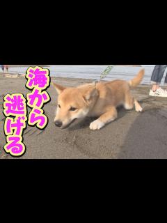 [画像][x]初めて見た海に、子犬が大パニック・・・ - YouTube 余白なし
