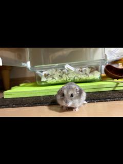 [画像][x]家に帰る🐹がすごすぎた - YouTube 余白なし