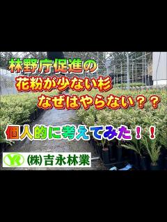 [画像][x]今回は林野庁推奨「花粉の少ない杉」を個人的な意見でのべてみた！！ ＃株式会社吉永林業＃林業＃山師＃諸塚村＃宮崎県＃林野庁＃花粉＃花粉の少ない杉 ... 余白なし