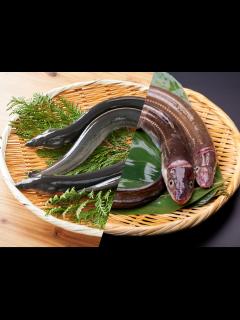 [画像][x]ニホンウナギの特徴・見分け方 ｜ 写真から探せる魚図鑑 余白なし
