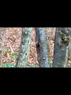 [画像][x]オオルリの巣 - YouTube 余白なし