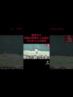 [画像][x]【クロちゃん死後の世界】起きたら死後の世界だったときのクロちゃんの反応 - YouTube 余白なし