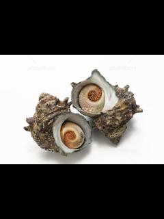 [画像][x]サザエ 写真素材 [ 4063602 ] - フォトライブラリー photolibrary 余白なし