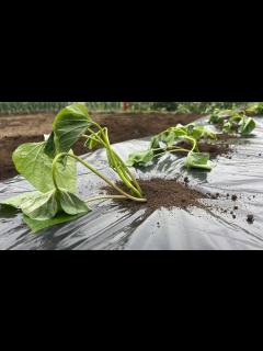 [画像][x]サツマイモの栽培方法・さつまいも苗を植える前にコレやると収穫量が2倍になります！（畝作り〜植え付け方）23/4/18 - YouTube 余白なし