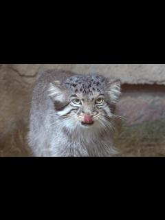 [画像][x]【マヌルネコ】おねえさんを待ってたのに冷たい態度?@那須どうぶつ王国 pallas’s cat - YouTube 余白なし