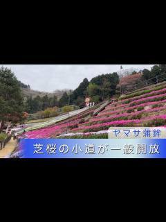 [画像][x]今年も一般公開始まる 広大な芝桜が堪能できるヤマサ蒲鉾本社 芝桜の小道 [22.4.12]【スカイエリアTV】 - YouTube 余白なし