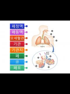 [画像][x][호흡기 : 호흡곤란] - YouTube 余白なし