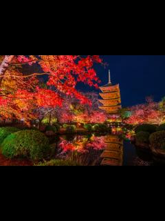 [画像][x]京都の紅葉名所ランキング27選「2020年」はいつがベストな見頃？綺麗に 色づく紅葉の名所スポットから 穴場までを紅葉の見頃の時期と合わせてご ... 余白なし
