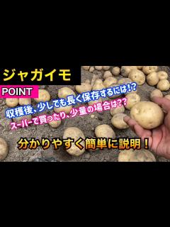 [画像][x]【ジャガイモ】※ジャガイモ収穫後の保存方法！少しでも長く保存できるやり方を簡単に分かりやすく説明！How to save potatoes ... 余白なし