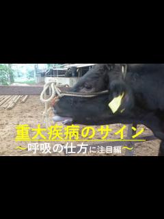 [画像][x]重大疾病を見逃さないために～呼吸様式編～ - YouTube 余白なし