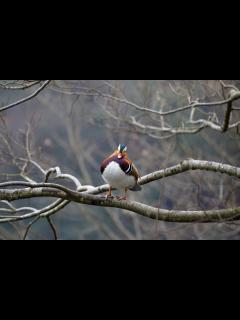 [画像][x]オシドリ：おしどり夫婦の真実？ | 野鳥写真図鑑 | キヤノンバードブランチプロジェクト 余白なし