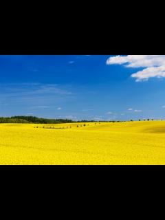 [画像][x]Yellow Field Free Stock Photo - Public Domain Pictures 余白なし