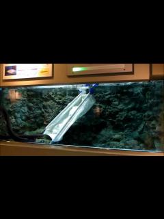 [画像][x]デンキウナギ＠しながわ水族館 - YouTube 余白なし