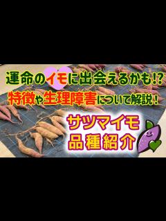 [画像][x]何故！？形の良いサツマイモが出来ないのか・・・シンプルな疑問について考えてみました タネのハシモト - YouTube 余白なし