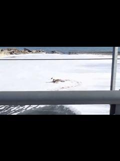 [画像][x]交通事故による瀕死のエゾ鹿① - YouTube 余白なし