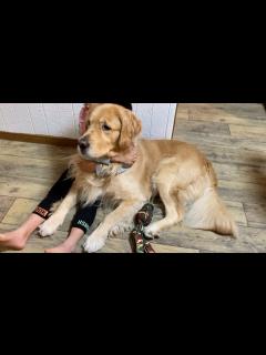 [画像][x]世界の仰天映像を、息を呑んで見つめる2人【ゴールデンレトリバー】 - YouTube 余白なし
