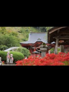 [画像][x]常楽寺 （鹿沼市下粕尾）ヒガンバナ - YouTube 余白なし