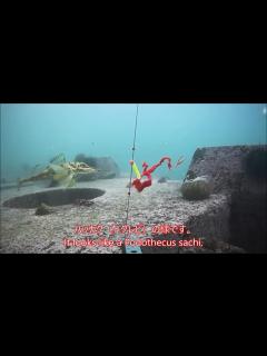 [画像][x]堤防からの水中撮影 ハッカクの泳ぐ姿を初めて見ました 20231121 - YouTube 余白なし