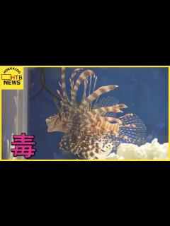 [画像][x]【毒のある生き物集めてみました。】見た目が優雅でも刺されると…。毒のある魚や水生生物の特別展…札幌 - YouTube 余白なし