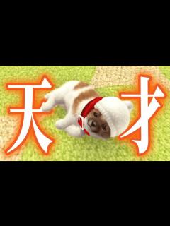 [画像][x]うちのイッヌは天才かもしれない【ニンテンドッグス】 - YouTube 余白なし