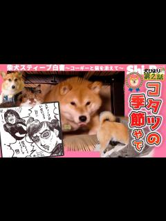 [画像][x]【犬びよりプラス】コタツの季節やで【柴犬スティーブ白書】 - YouTube 余白なし