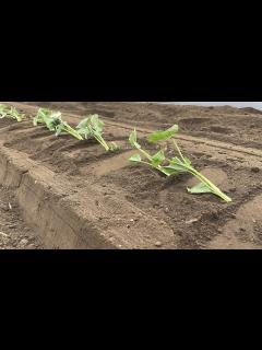 [画像][x]さつまいも苗はマルチしないで植えると良く育つ！？【さつまいも栽培】23/4/27 - YouTube 余白なし