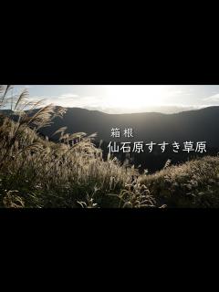 [画像][x]箱根･仙石原すすき草原 - YouTube 余白なし