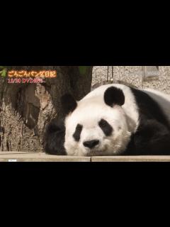 [画像][x]ごろごろパンダ日記 PR動画 - YouTube 余白なし