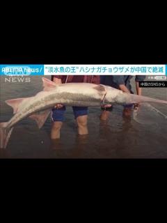 [画像][x]淡水魚の王「ハシナガチョウザメ」絶滅 中国・長江(2022年7月26日) - YouTube 余白なし