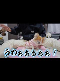 [画像][x]全く想像していない事が起きて気が動転しちゃいました！ - YouTube 余白なし