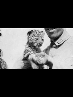 [画像][x]兵隊さんに愛されたヒョウのハチ - YouTube 余白なし