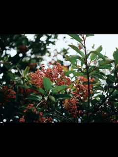 [画像][x]自然体でいられる街「生田」 - SUUMOタウン 余白なし