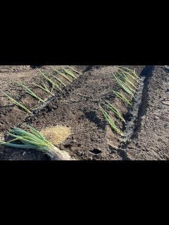 [画像][x]ネギ苗の植え付け方、家庭菜園でも簡単にできる植え方講座 23/3/14 - YouTube 余白なし