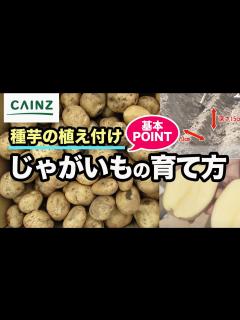 [画像][x]ジャガイモの育て方｜春・秋の種じゃがいもの植え付け方法｜タネ芋【カインズHOWTO】 - YouTube 余白なし