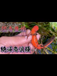 [画像][x]昔の人が食べていた猛毒生物を食べてみた - YouTube 余白なし