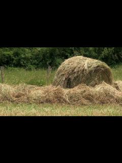 [画像][x]Avec 10 à 15 jours d'avance, la récolte de foin est plus précoce cette ... 余白なし