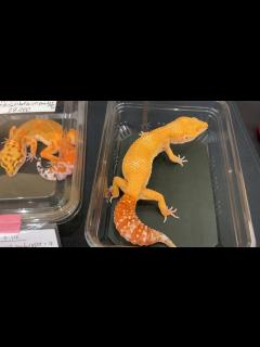 [画像][x]久々のイベントに行ってきたぞ - YouTube 余白なし