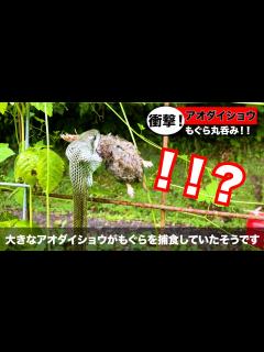 [画像][x]巨大ヘビがもぐらを丸呑み！！在来種の弱肉強食 食物連鎖！ 千葉県市原市 里山カフェ＆バー For-restフォレスト！ - YouTube 余白なし
