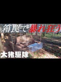 [画像][x]罠にかかったデカ猪の捕獲【デカ猪 余白なし