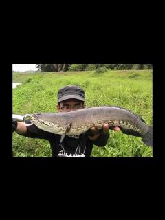[画像][x]Casting ikan haruan or snakehead 4 - YouTube 余白なし
