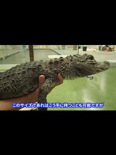 [画像][x]ワニってどんな生き物？ About Alligator & Crocodile - YouTube 余白なし