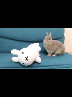 [画像][x]仲間が倒れた時のウサギの行動が健気すぎて感動 - YouTube 余白なし