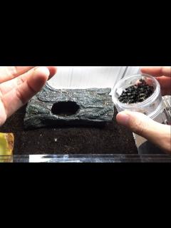 [画像][x]凶暴な肉食生物が潜む水槽に大量のクモをぶちまけた結果... - YouTube 余白なし