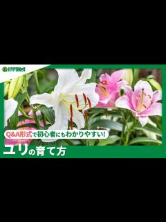 [画像][x]☘128：ユリの育て方｜きれいな花を咲かせるには？水やりや肥料など日々の管理もご紹介 【PlantiaQ&A】植物の情報、育て方をQ&A形式で ... 余白なし