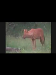 [画像][x]動物の戦い、殺されそうな子供、親の愛で死守できるのか！衝撃映像！ - YouTube 余白なし