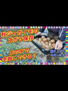 [画像][x]秋じゃがいものズボラ保存方法！冬越し中の状況をのぞいてみます - YouTube 余白なし