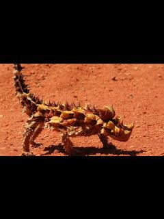 [画像][x]見た目が変わっている動物5選【ゆっくり解説】 - ニコニコ動画 余白なし